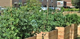 raised bed garden