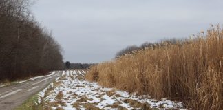 miscanthus field