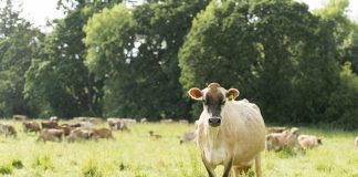 jersey cow