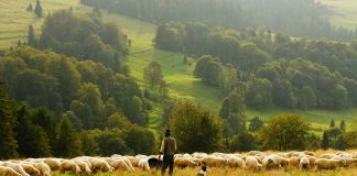sheep farmer