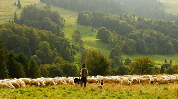 sheep-690198_1280 sheep farmer