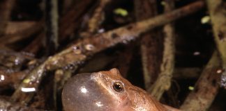 spring peeper