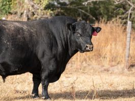 bull