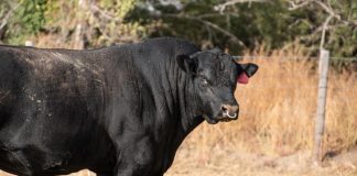 bull