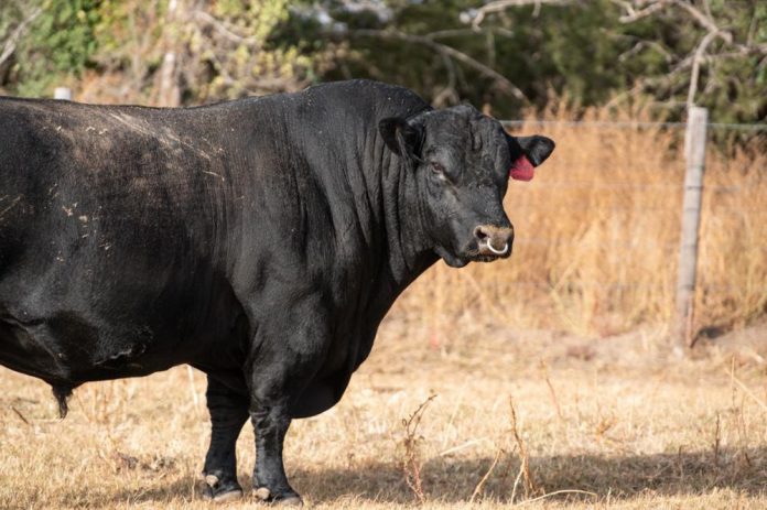 bull bull