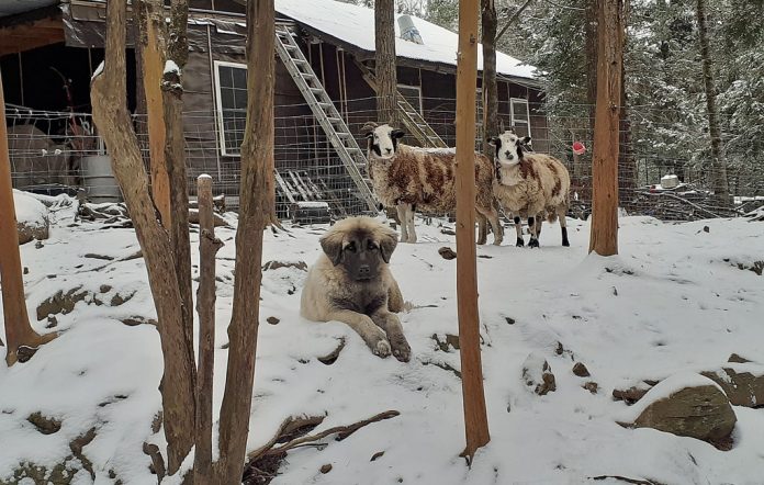 Tarmacolumn_March21 livestock guardian dog in snow
