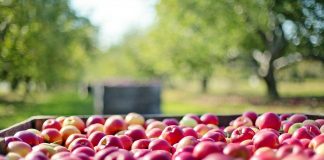 apples