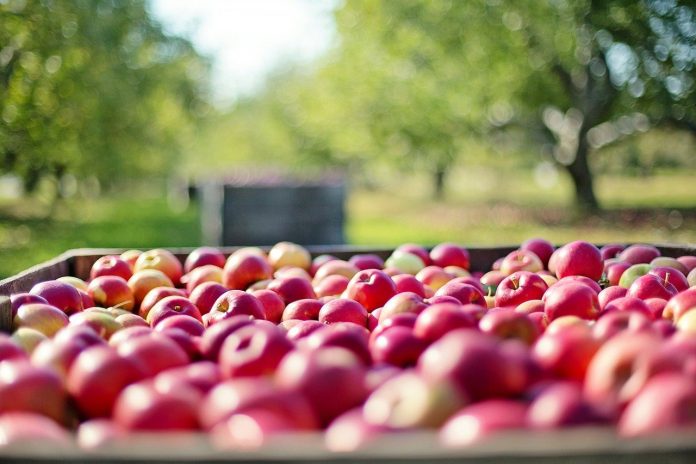 apples apples