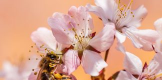 bee