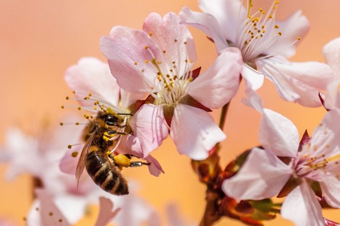bee bee