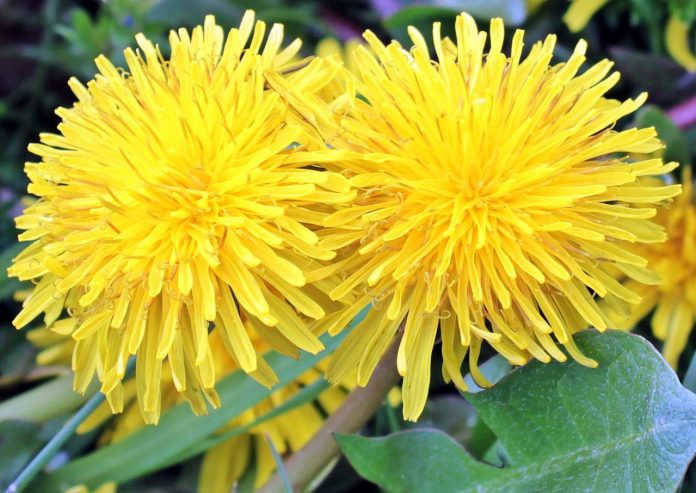 dandelion dandelion