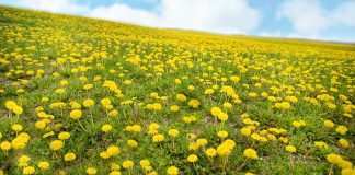 dandelions