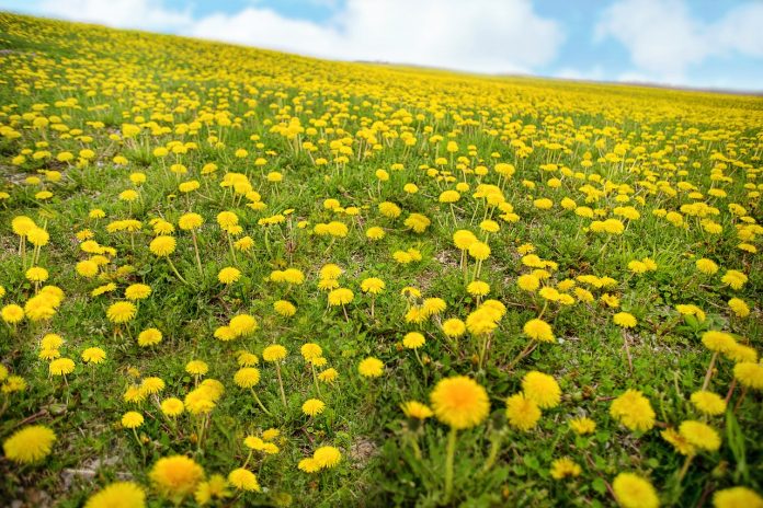 dandelions dandelions