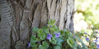ground ivy