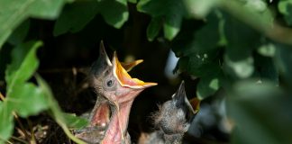 hatchlings