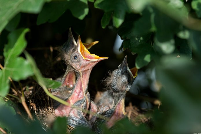hatchlings hatchlings