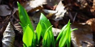wild onion leaves