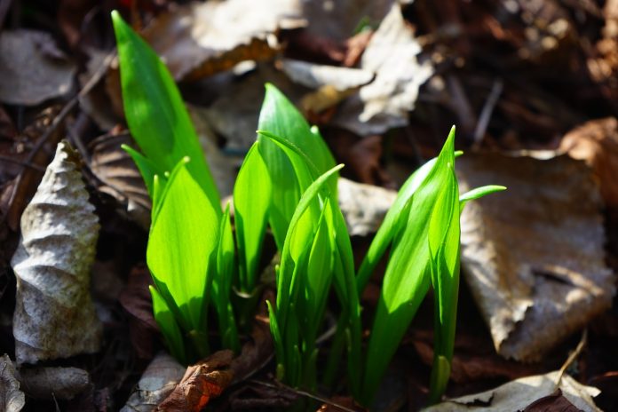 wild onion leaves wild onion leaves