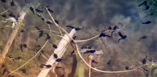vernal pool