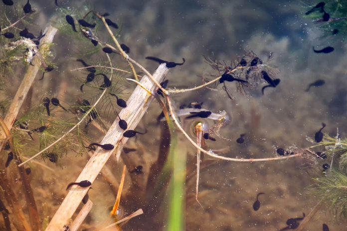 vernal pool vernal pool