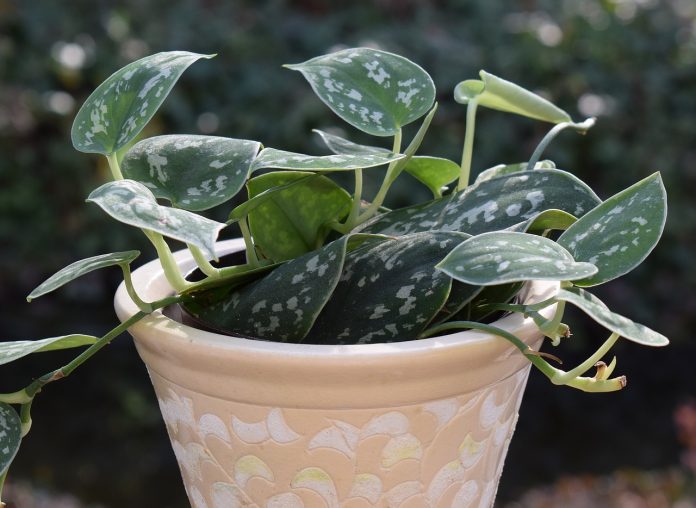 house plant house plant