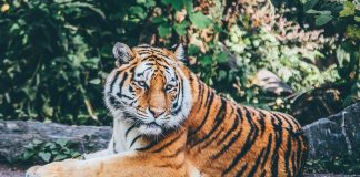 tiger