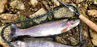 trout
