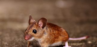 mouse