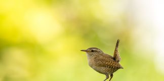 wren