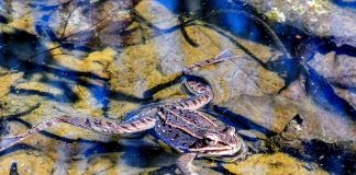 wood frog