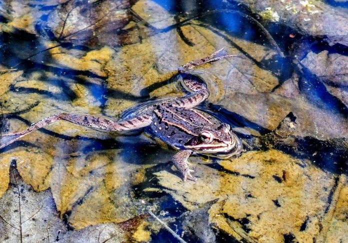 wood frog wood frog