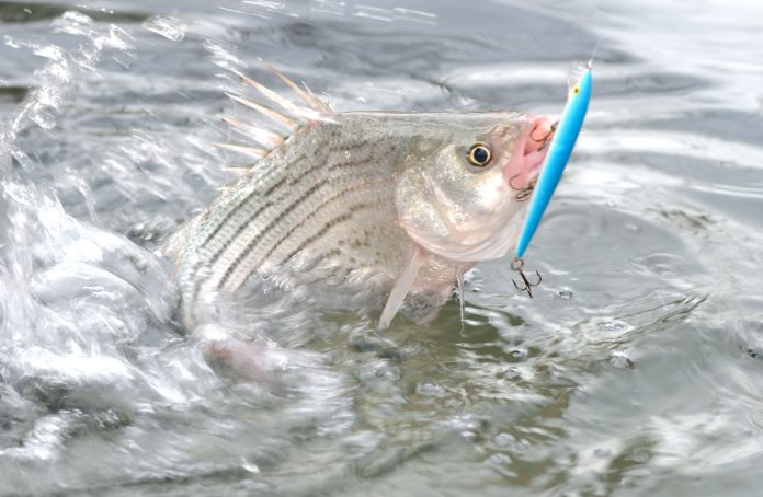 White bass White bass