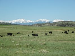 cattle in a pasture