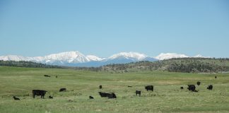 cattle in a pasture