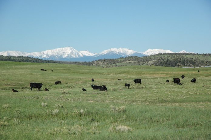 cattle in a pasture cattle in a pasture