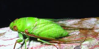 cicadas