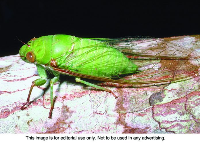 cicadas cicadas