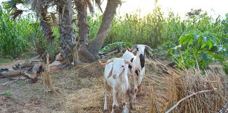 Niger sheep