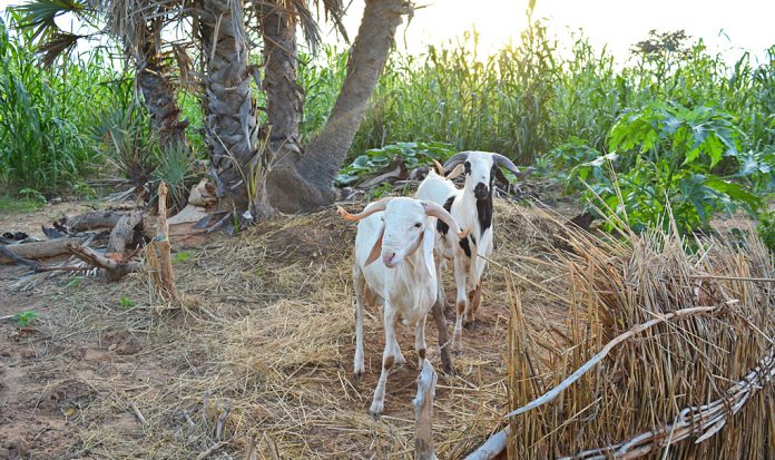 DSC_0319_smalledited Niger sheep