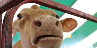 A Guernsey cow looking through a fence.