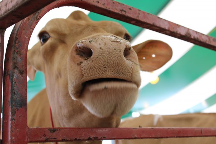 Guernsey face A Guernsey cow looking through a fence.