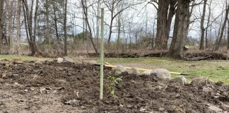blueberry bush cutting