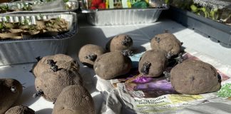 seed potatoes