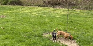 chiweenies