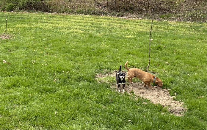 chiweenies chiweenies
