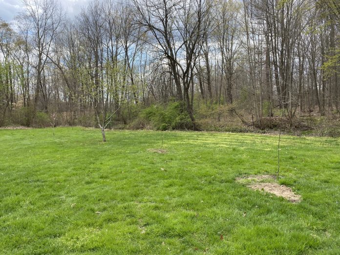 two pear trees, an apple tree and a peach tree two pear trees, an apple tree and a peach tree