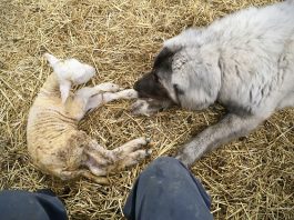 Dog and a lamb
