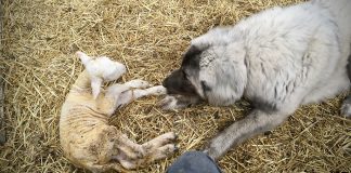 Dog and a lamb