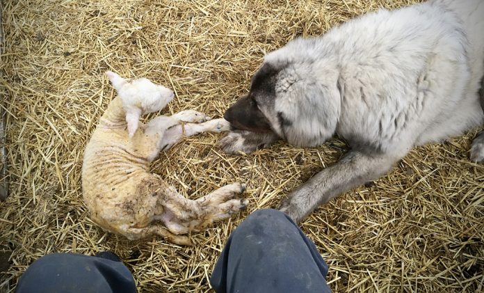 IMG_6050_edited Dog and a lamb