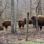 riffle-farms-4